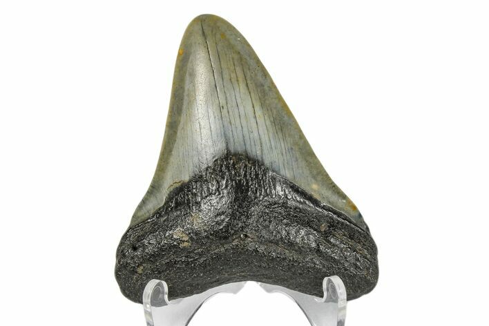 Juvenile Megalodon Tooth - North Carolina #172648